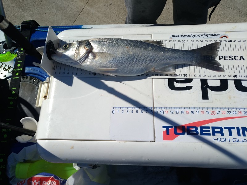 Fish Profile Picture